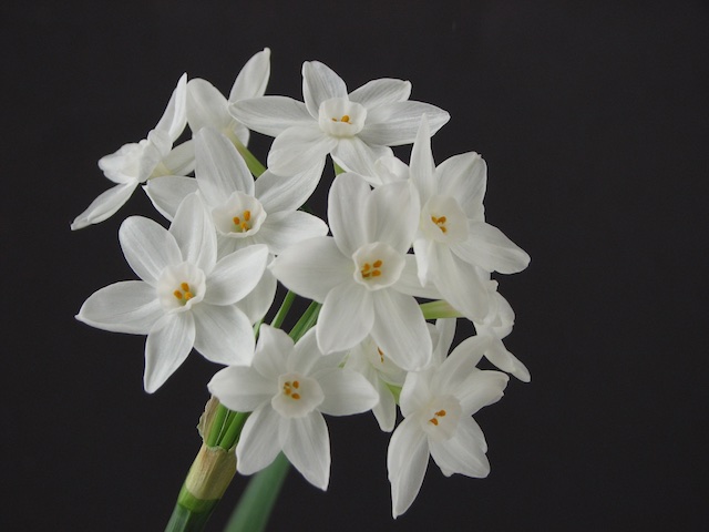 Odor of paper whites can be offensive in wedding venues in Utah